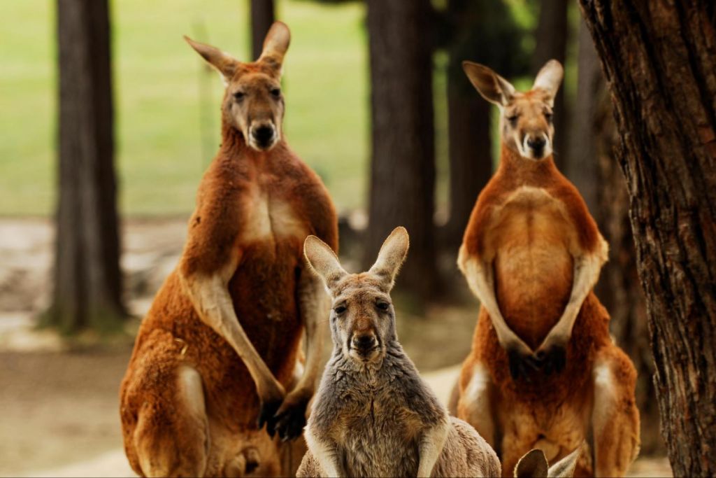 Red and grey kangaroos at Ballarat Wildlife Park (option)