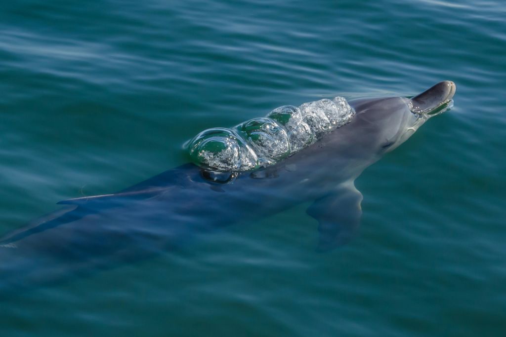 자연에서만 볼 수 있는 매혹적인 야생 돌고래의 행동을 관찰하세요.