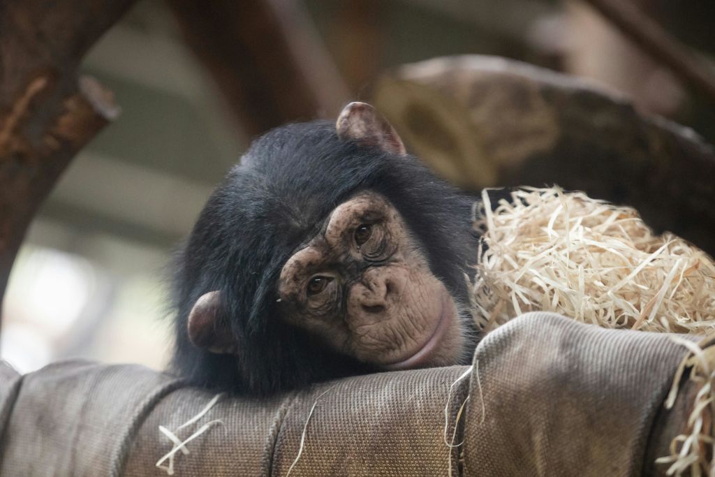 코펜하겐 동물원