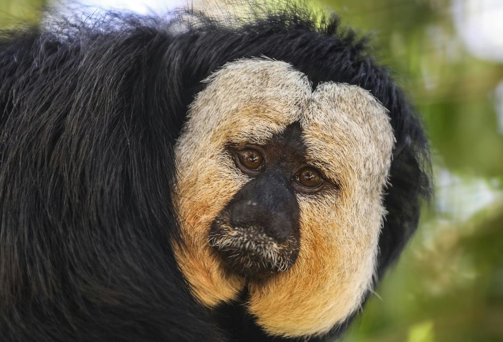 검은 얼굴, 머리에 굵은 흰 털, 커다란 갈색 눈을 가진 원숭이의 클로즈업이 흐릿한 자연 배경에 맞춰져 있습니다.