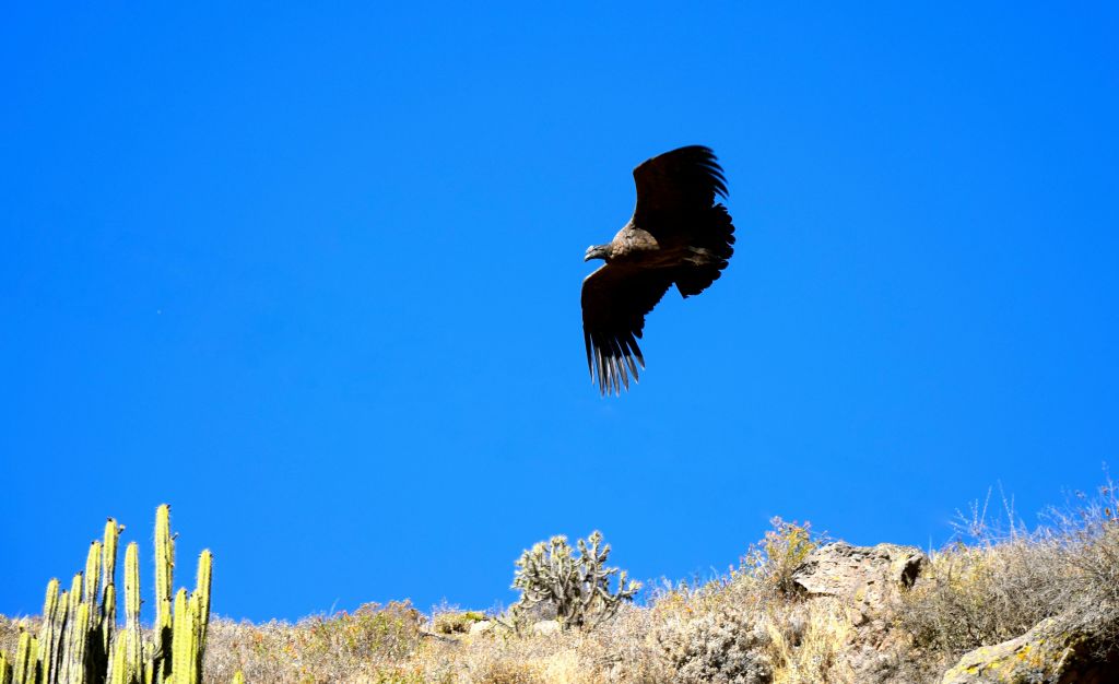맑고 밝은 푸른 하늘 아래 마르고 바위가 많은 지형 위로 날개가 뻗은 커다란 새가 치솟습니다.