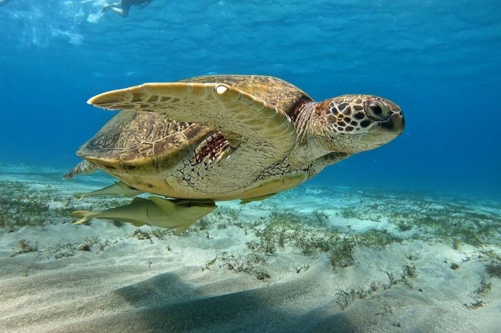 바다거북 마르사알람