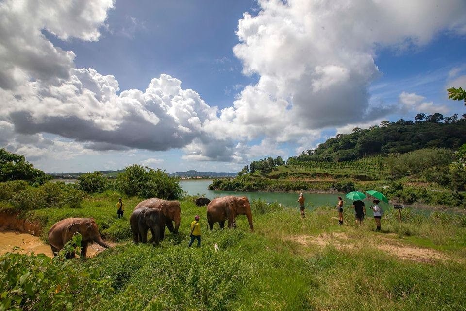 Natural green space and elephants