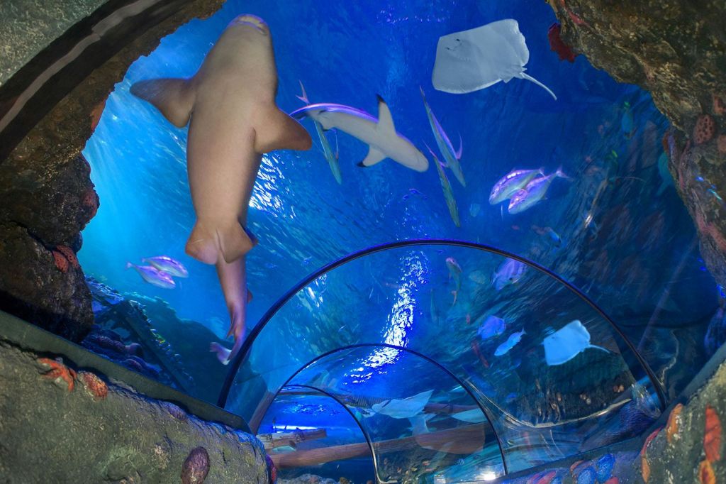 상어, 가오리, 물고기가 헤엄치는 수족관의 수중 터널을 걷는 사람들.