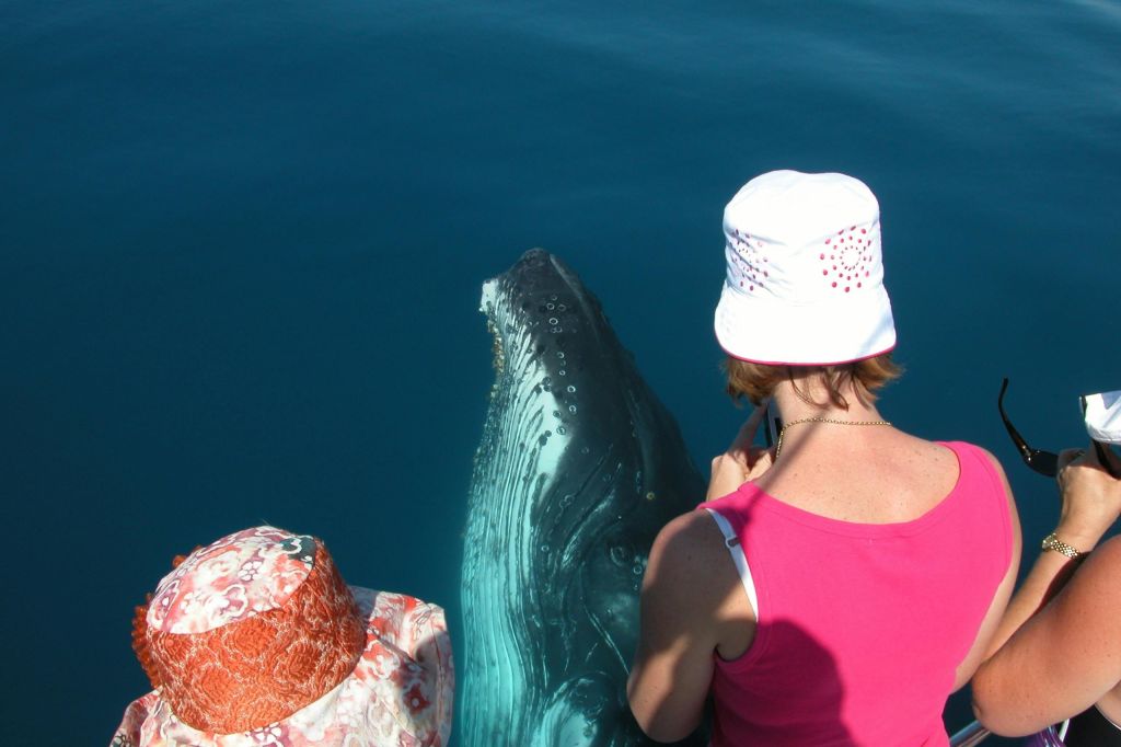 잔잔한 푸른 바다에서 보트를 타고 모자를 쓰고 있는 두 사람 근처에 고래가 있습니다.