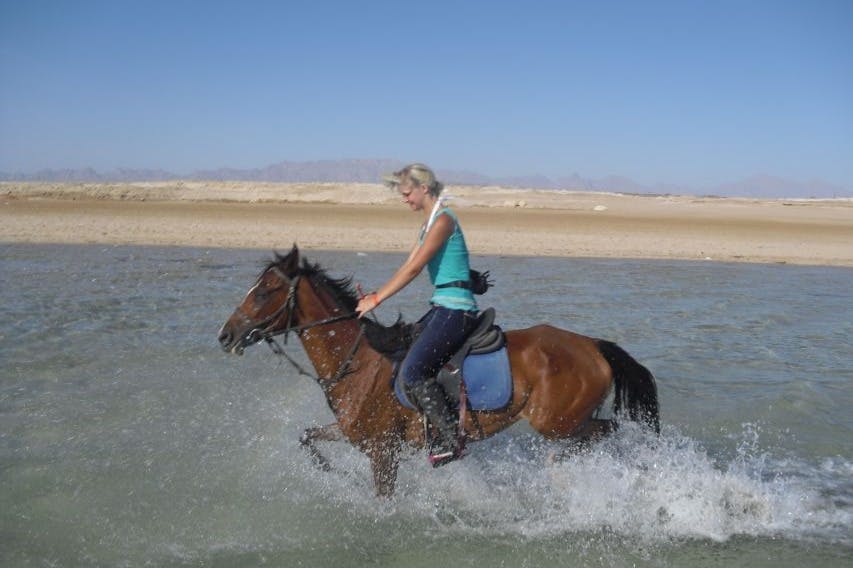 말과 함께 수영하기