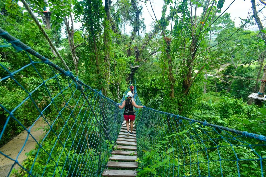 울창하고 푸른 숲이 우거진 곳에서 나무와 푸른 밧줄로 만든 교수형 다리를 걷고 있는 사람.