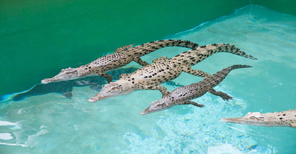 청록색의 맑은 물에서 악어 세 마리가 나란히 헤엄치고 있습니다.