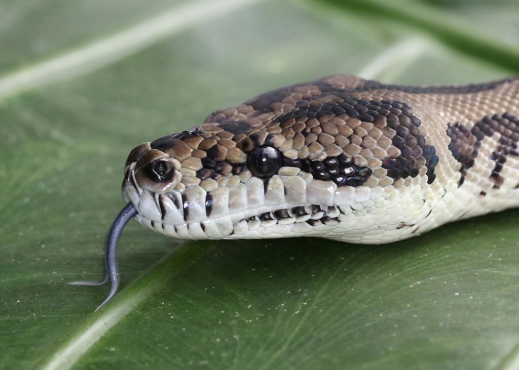 커다란 푸른 잎사귀 위에 혀를 내밀고 있는 뱀의 머리를 클로즈업한 사진.