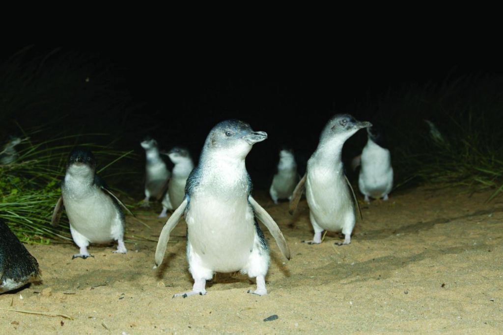 Witness the Penguin Parade on floodlit Summerland Beach