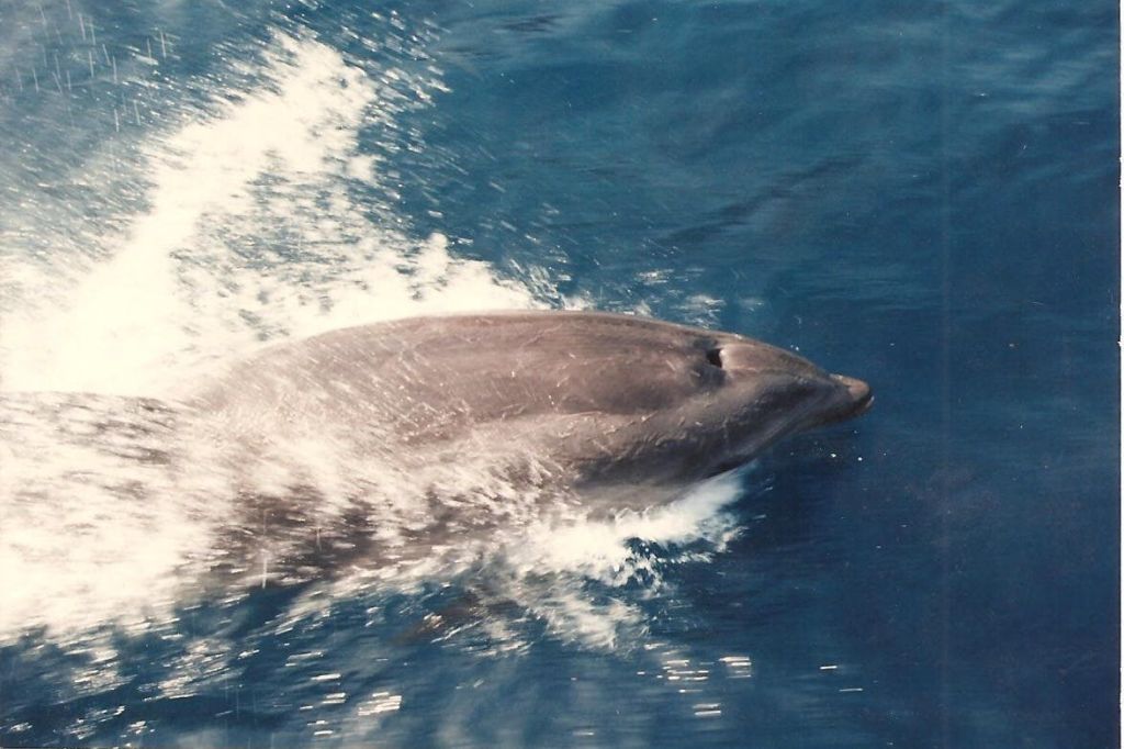 Muchas veces nos acompañan delfines en nuestros circuitos por el Cap de Creus.