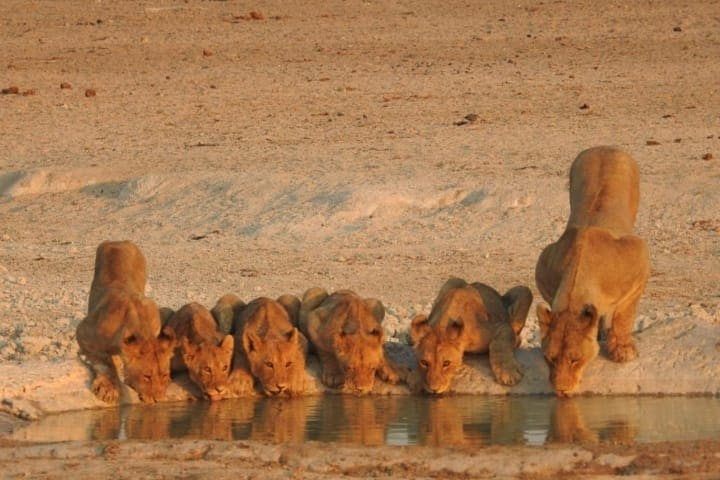 공원에서 사자 관찰하기