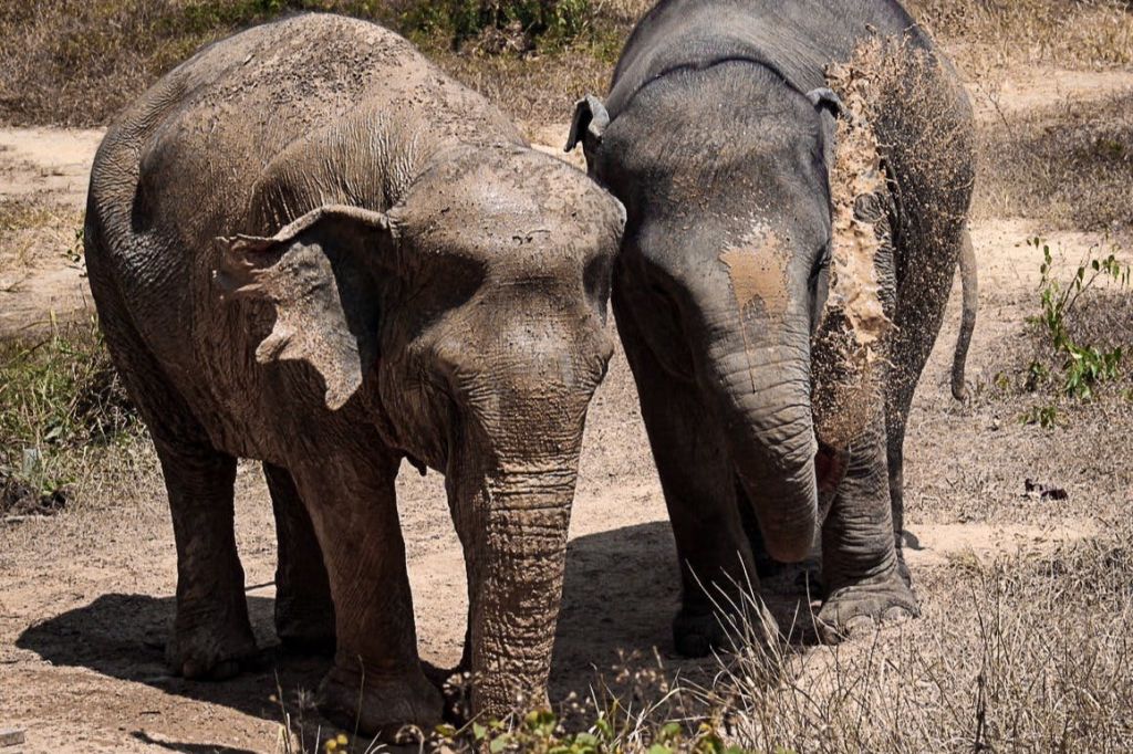 진흙투성이 코끼리 두 마리가 바짝 붙어 서 있고, 한 마리는 몸통과 함께 등 위로 흙을 뿌리고 있습니다.