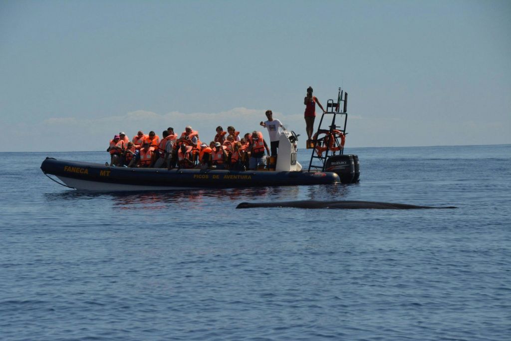 보트를 타고 주황색 구명조끼를 입은 관광객들은 맑은 하늘 아래 잔잔하고 탁 트인 바다에서 고래가 헤엄치는 모습을 지켜보고 있습니다.