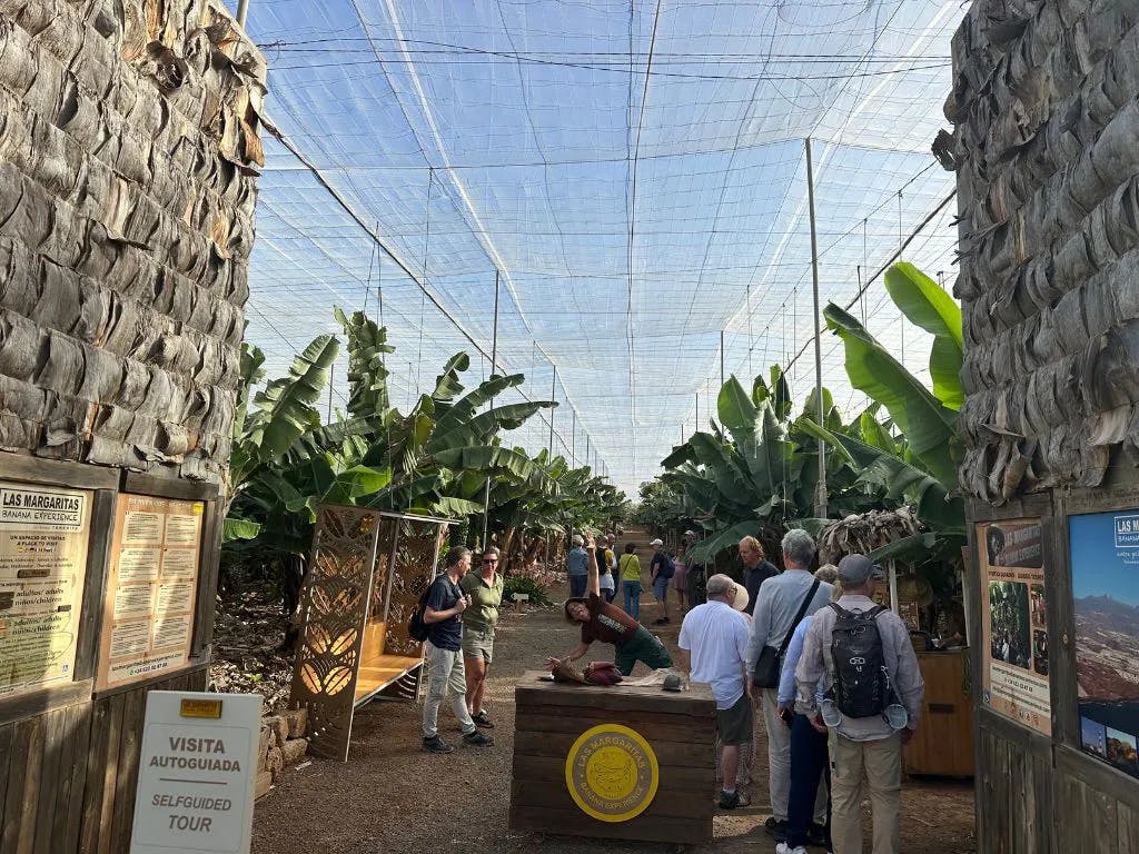 간판, 정보 표지판, 바나나 식물이 있는 바나나 농장을 둘러보는 사람들. 표지판에는 '셀프 가이드 투어' 라고 적혀 있습니다.