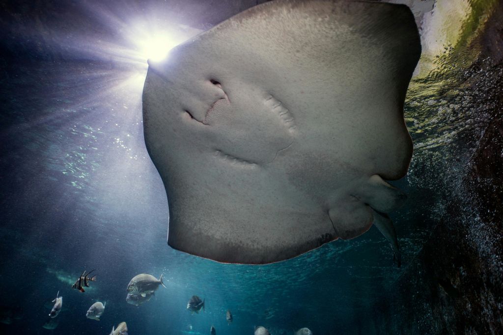 SEA LIFE Sydney