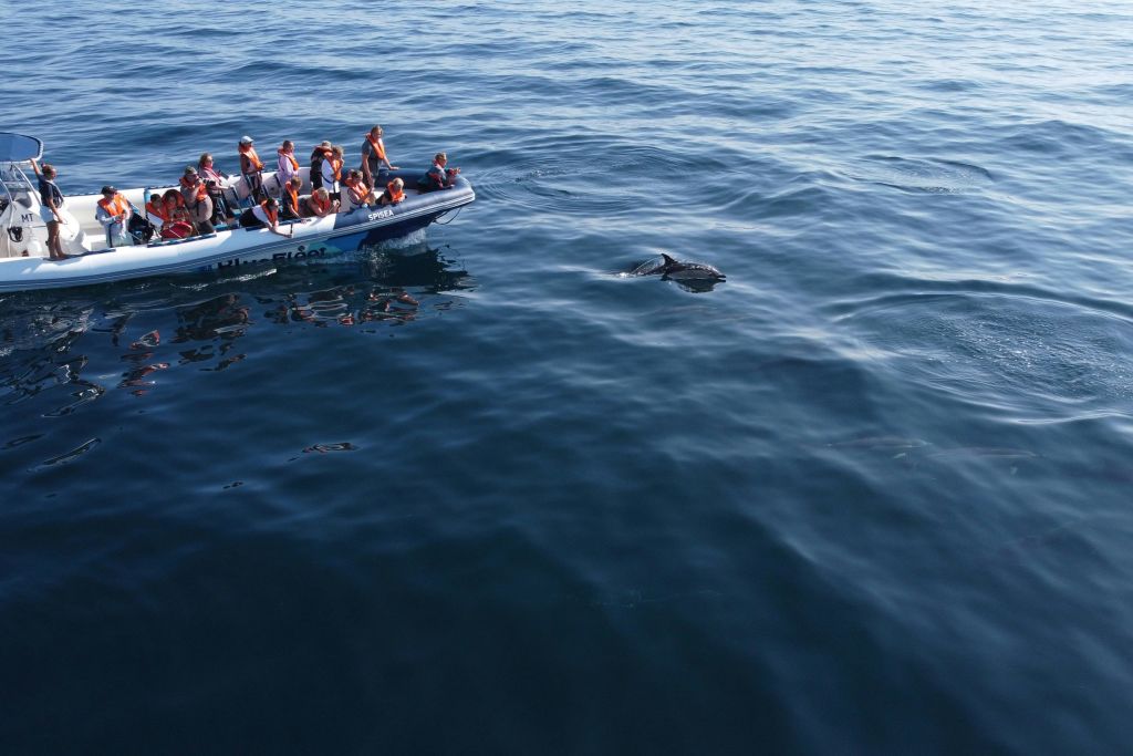 Navigating close to the mammals