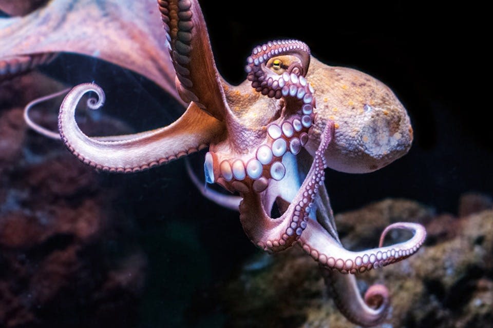 문어