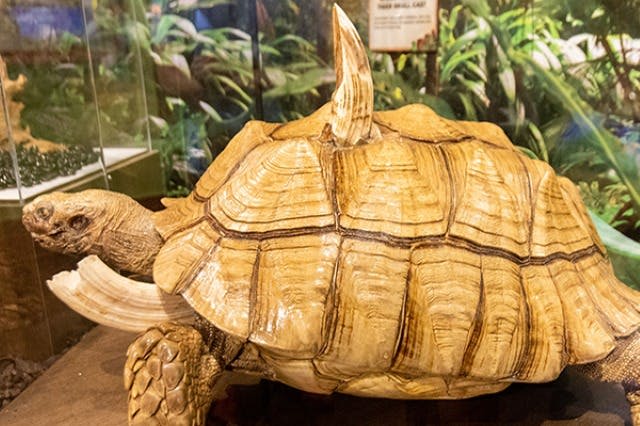 리플리의 믿거나 말거나! 세인트 어거스틴