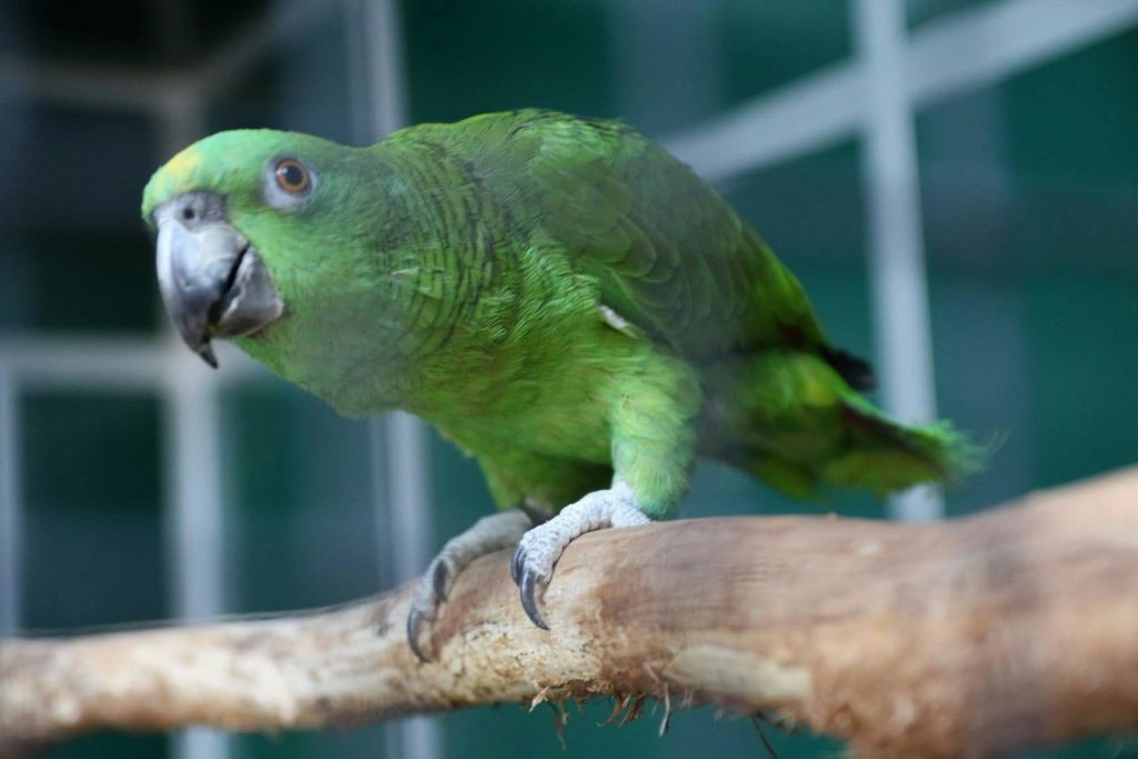 Meet our talkative, friendly parrots!