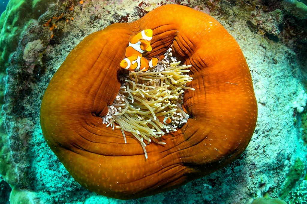 그레이트배리어리프피시