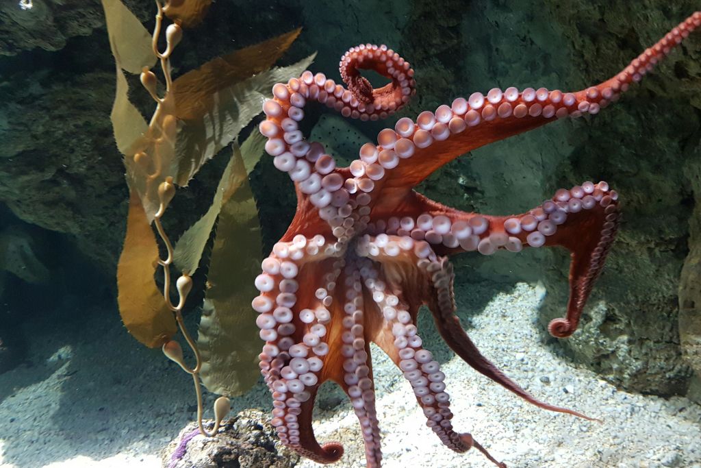 제노바 문어 수족관