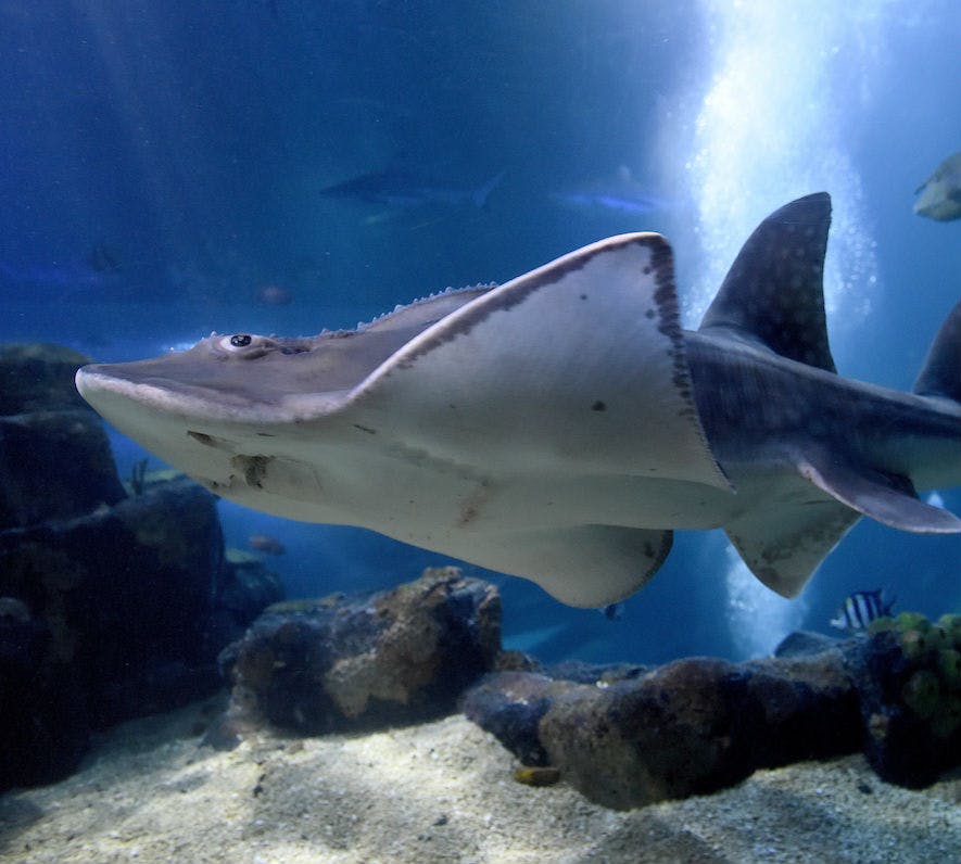 모래 바닥 근처에서 가오리가 헤엄치고 푸른빛이 감도는 수족관 내부가 바위로 변합니다. 배경에는 다른 물고기가 보입니다.