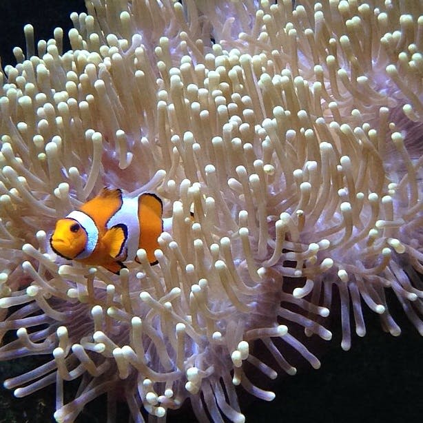 말미잘의 촉수 사이로 광어가 헤엄치고 있다.