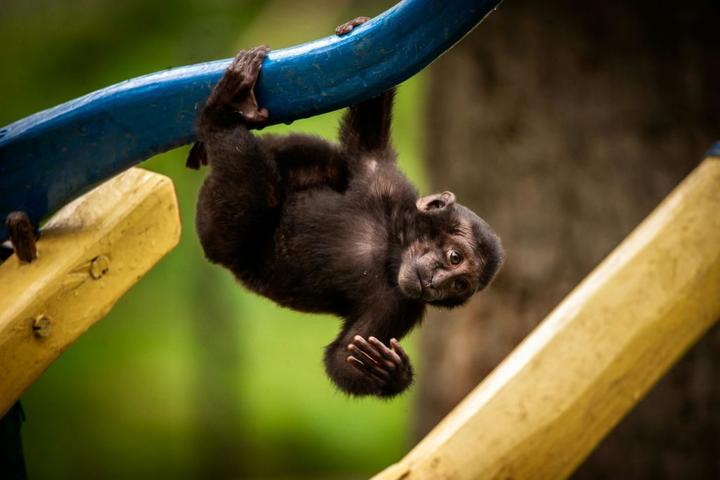 Kuifmakaak Yondu ZOO Planckendael