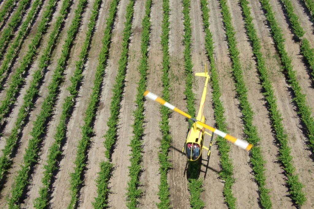 하늘에서 내려다본 포도 덩굴