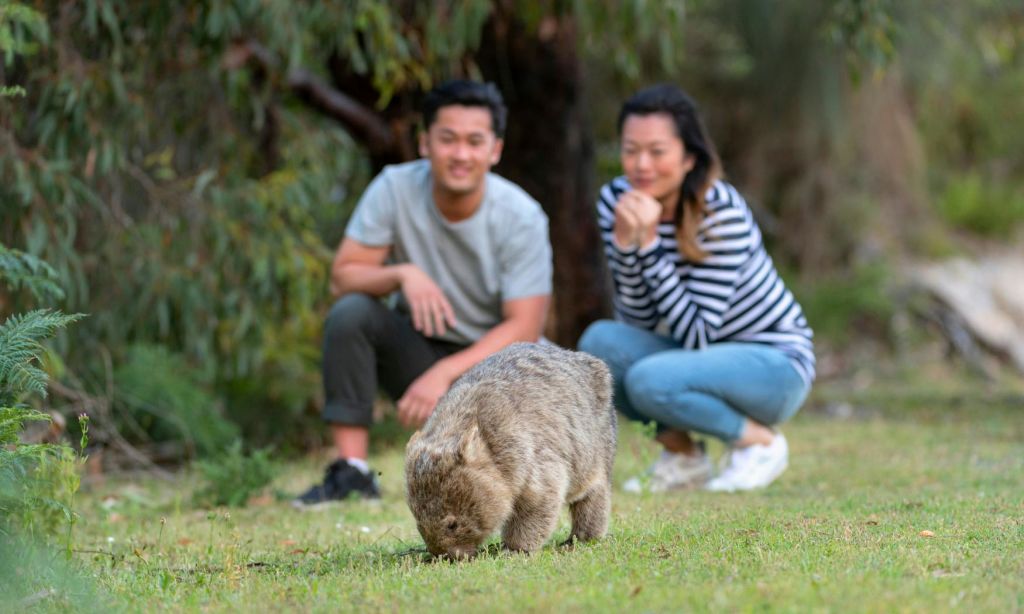 근처에서 두 사람이 웅크리고 있는 동안 웜뱃이 풀을 뜯어먹으며 세심하게 지켜보고 있습니다. 나무와 녹지가 배경입니다.
