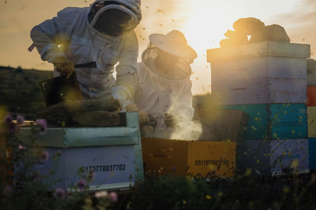 석양에 즐기는 벌집 탐험