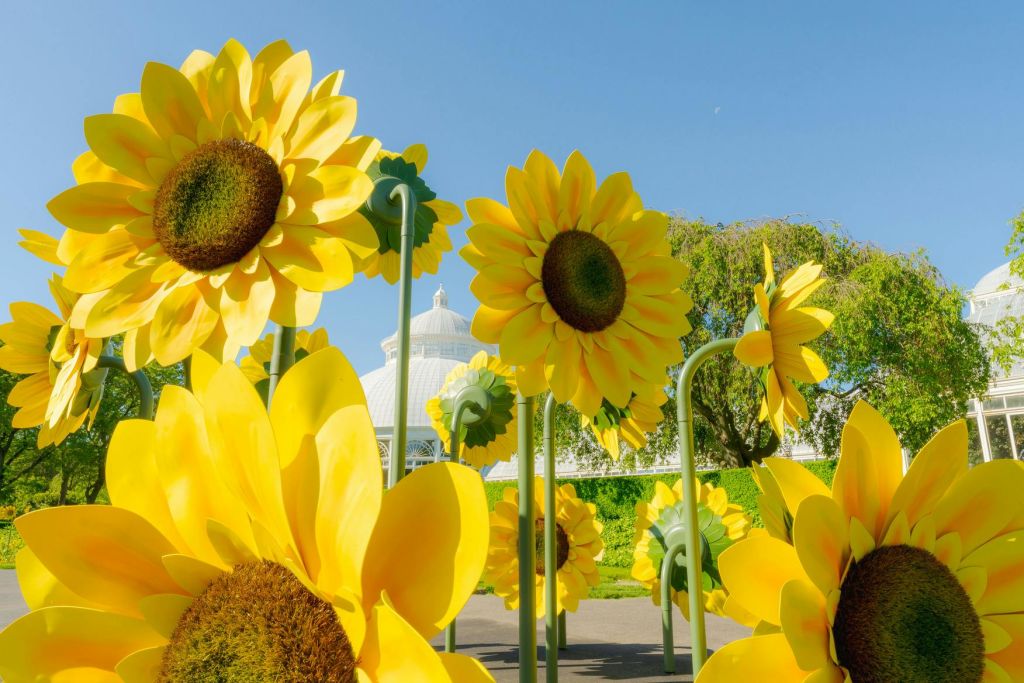 흰색 온실과 맑고 푸른 하늘을 배경으로 한 정원의 대형 인공 해바라기.