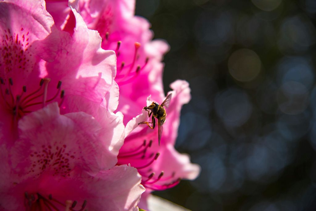 배경이 흐릿한 선명한 분홍색 꽃에 벌을 클로즈업합니다.