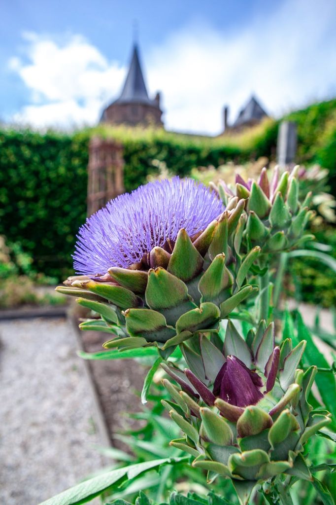 울타리와 흐릿한 건물을 배경으로 정원에 보라색 아티초크 꽃이 활짝 피었습니다.