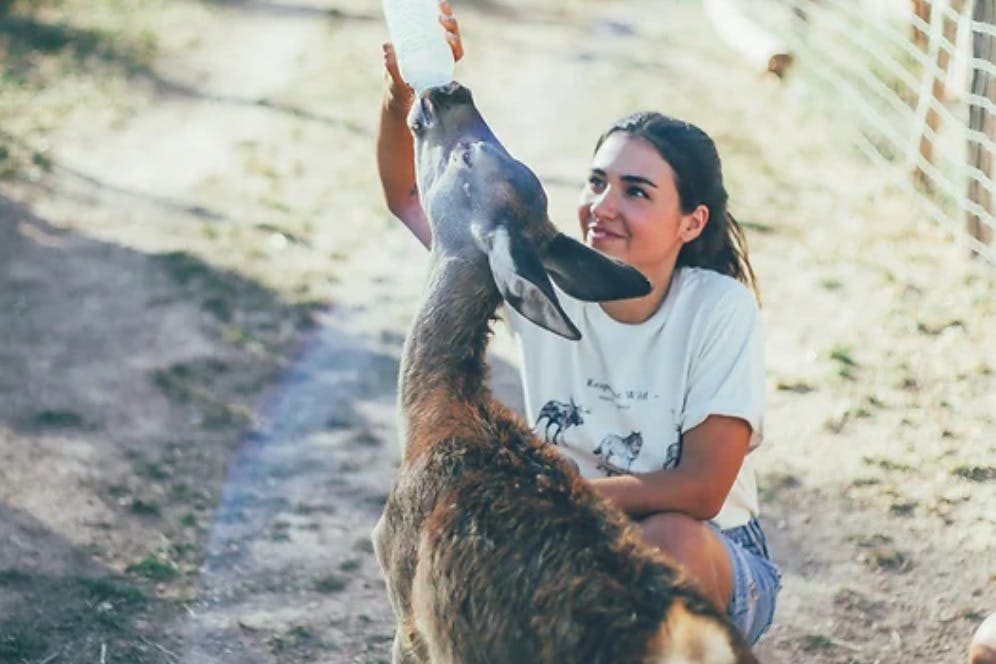 와일드 포레스트 리저브 재
