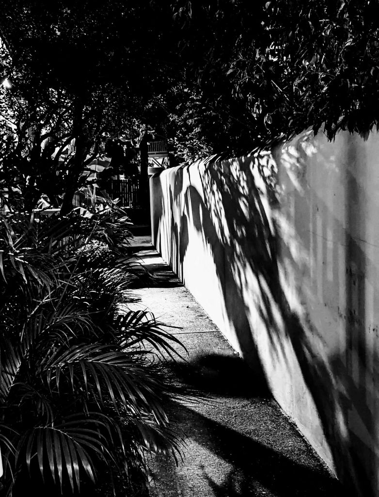 왼쪽에 나무 그림자와 빽빽한 단풍이 있는 벽과 맞닿아 있는 햇빛이 비치는 보도의 단색 이미지입니다.