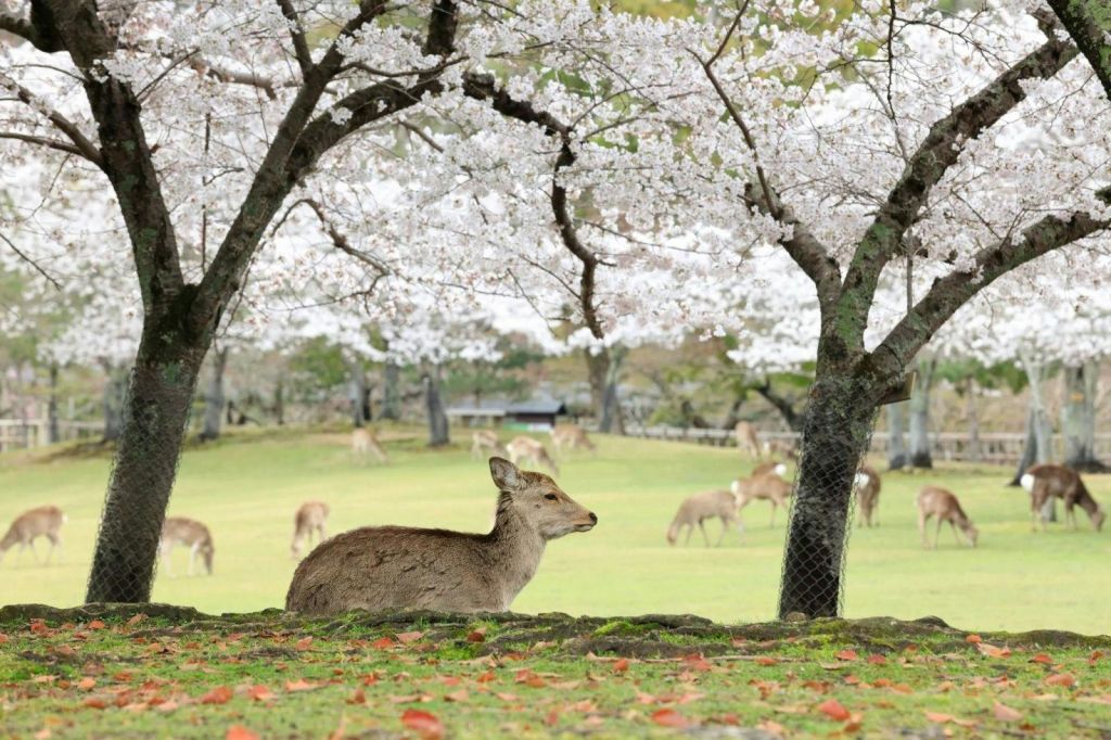공원의 벚꽃 나무 아래 사슴이 있고, 잔디가 무성한 배경에 다른 사슴 몇 마리가 풀을 뜯고 있습니다.