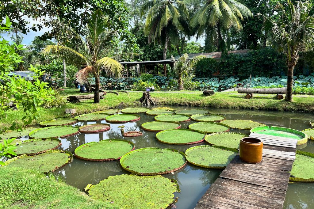 푸른 잔디와 야자수, 갈색 냄비가 있는 나무 산책로로 둘러싸인 커다란 백합 패드가 있는 연못입니다.