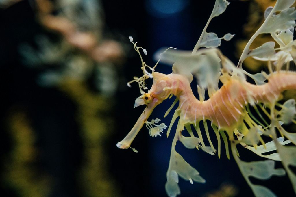 Oceanarium of Lisbon