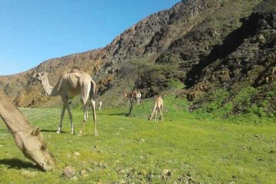 그린데저트마사알람