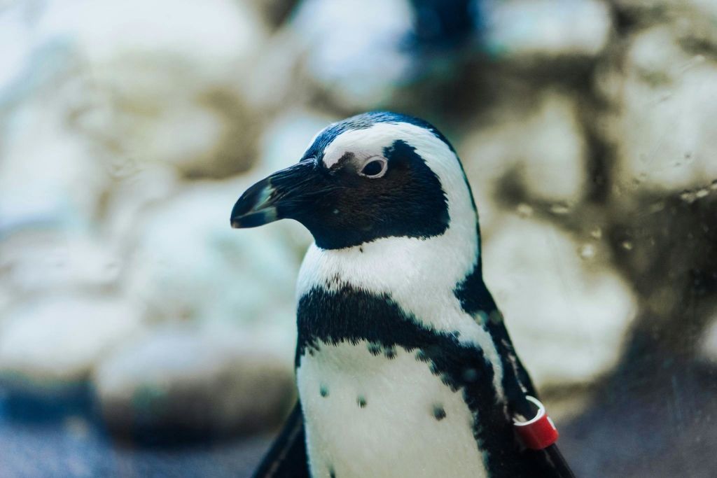 리플리스아쿠아리움오브더스모키스