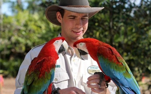 빨간색, 초록색, 파란색 깃털이 달린 알록달록한 앵무새 (마코) 두 마리를 들고 있는 남성이 활짝 핀 모자를 쓰고 있습니다.