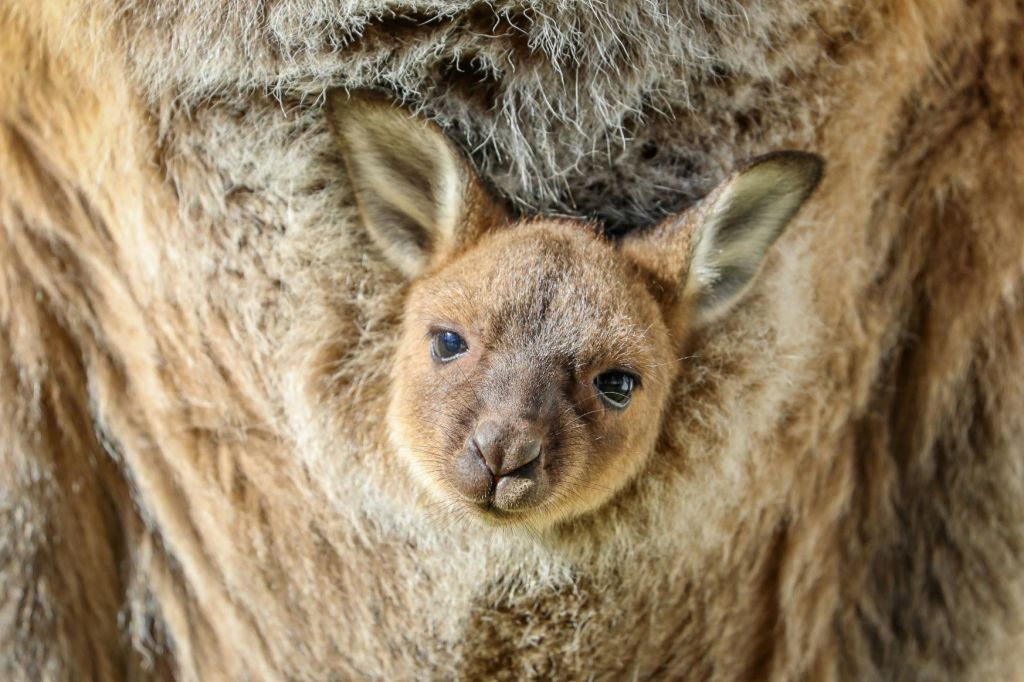 방가리비 야생동물 체험에 푹 빠져보세요.