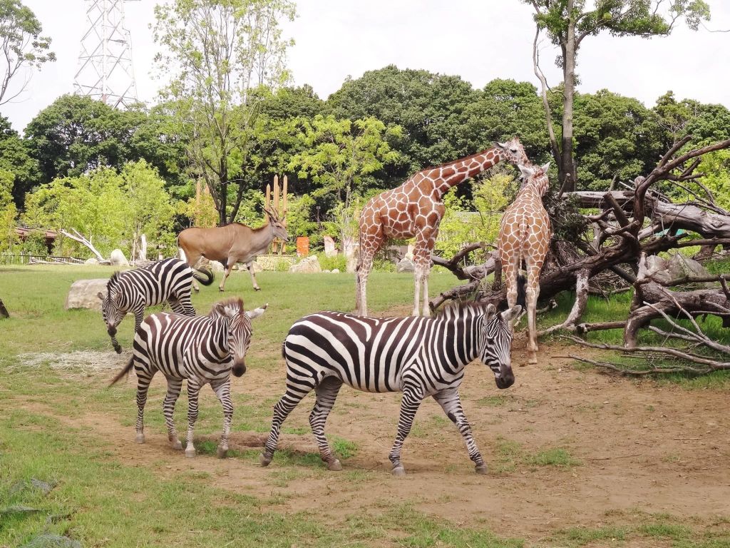 실제 동물들의 서식지에 온듯한 분위기