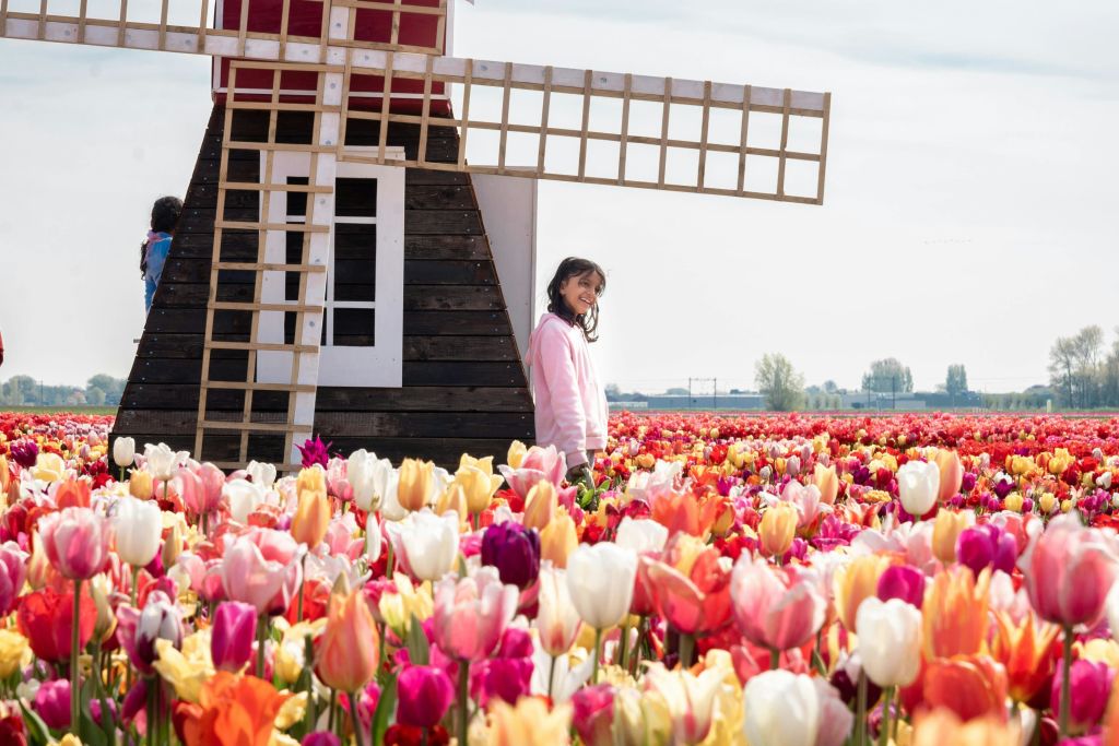 맑은 하늘 아래 화려한 튤립이 가득한 활기찬 들판에 둘러싸인 나무 풍차 근처에서 한 사람이 미소를 짓고 있습니다.