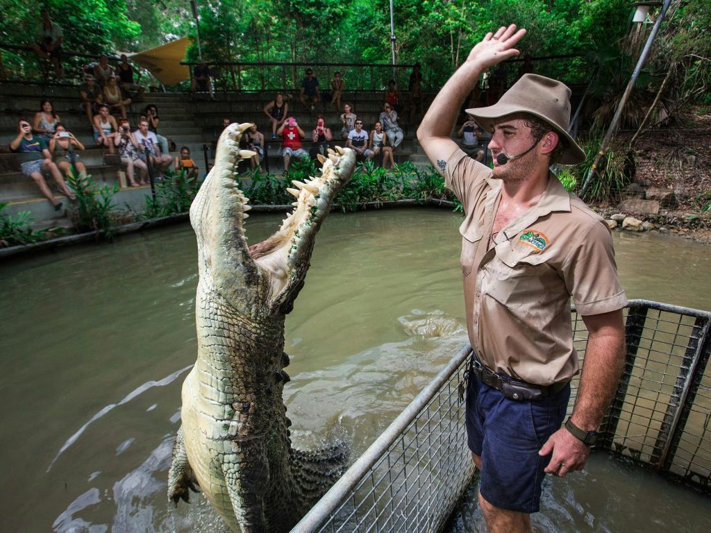 사파리 유니폼을 입은 동물원이 수영장 옆에 앉은 청중 앞에서 점프하는 악어에게 먹이를 줍니다.