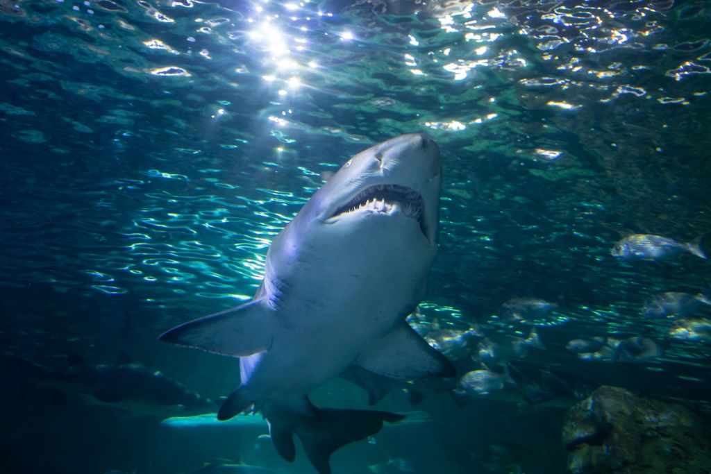 SEA LIFE 시드니: 샤크 다이브 익스트림