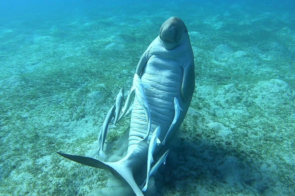 바다 소 마르사 알람 붉은 바다 이집트