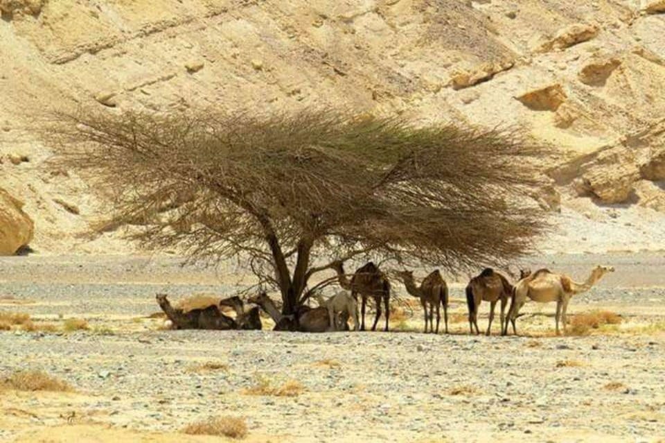 맹그로브-마르사알람